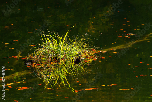 beautiful flower reflection in the lake