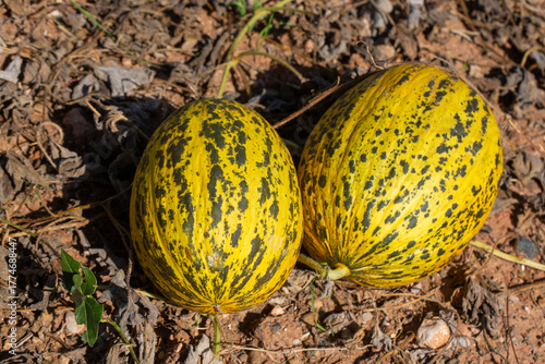Ripe Kirkagac Melons Ready ...
