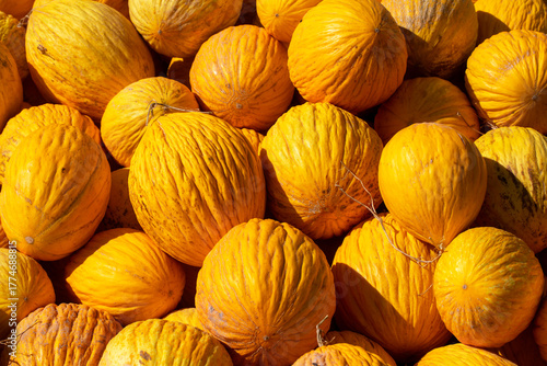 Ripe Kirkagac Melons Ready ...
