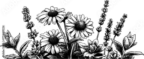 Vintage herbal arrangement with chamomile flowers and mint leaves - hand-drawn engraving for design use