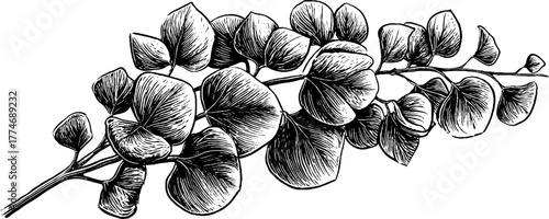 Vintage engraved herbal illustration of eucalyptus branch with rounded leaves for design and decor