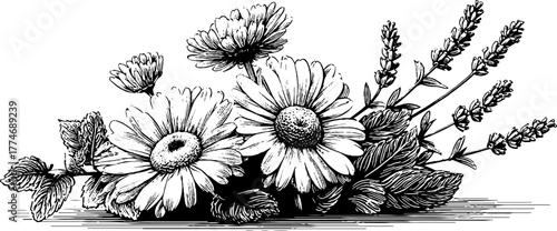 Vintage herbal arrangement with chamomile and mint leaves for botanical design