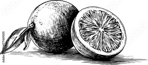 Vintage sliced orange illustration with engraved details for design