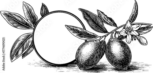 Engraved lemon branch with circular frame design for decorative use