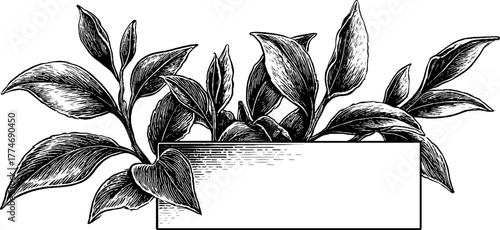 Elegant minimalist tea leaves branch illustration for design and decoration