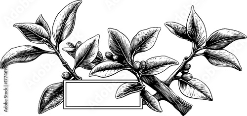 Engraved arrangement of tea leaves branch with vintage design for decoration