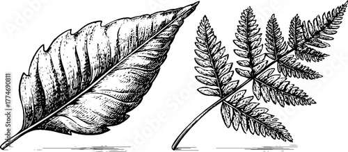 Minimalist fern leaf and geometric design for vintage decor and art projects