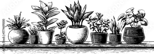 Modern arrangement of potted houseplants with circular elements for botanical wall art