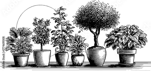 Modern potted houseplant arrangement with circular accent - engraved botanical art for design use