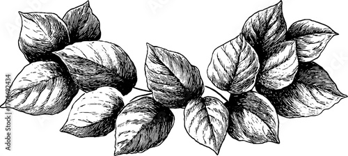 Ornamental motif of swirling leaves in circular design for vintage decor