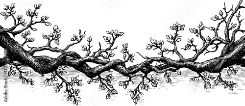 Ornate engraved border with intertwining vines and blossoms for elegant designs