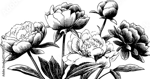 Vintage engraved pattern of peonies and leaves for design and decoration