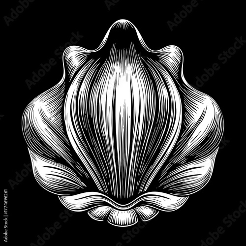 Elegant white seashell detailed engraving silhouette on a black background