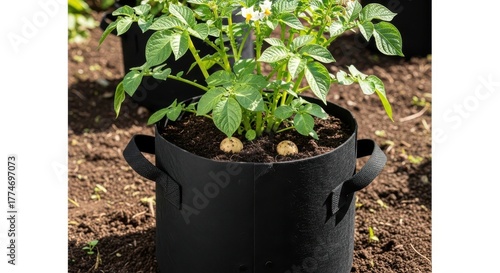 Potato crop growing in fabric pot, fresh organic vegetable cultivation