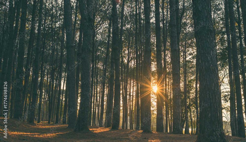 Obraz premium Sunburst through pine trees in moody forest