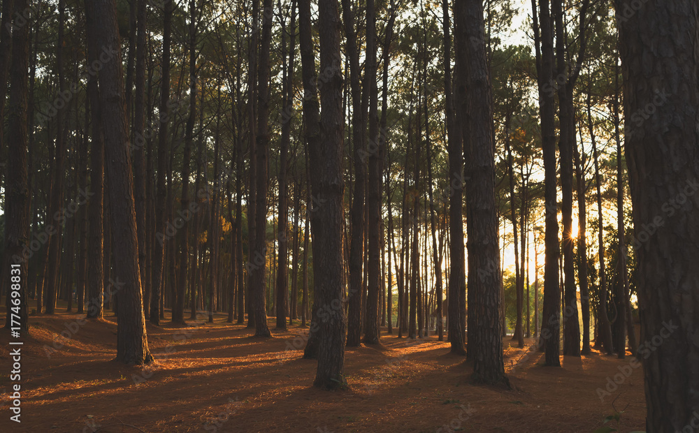 Fototapeta premium Sunburst through pine trees in moody forest