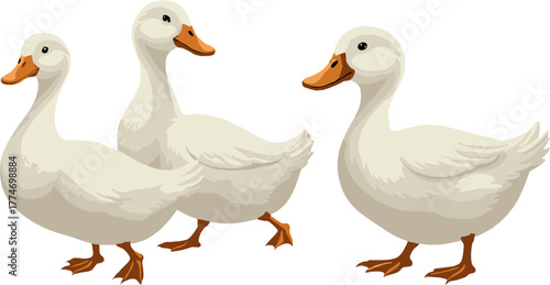 A friendly cartoon illustration of two white ducks walking side by side, representing nature, wildlife, companionship, and outdoor themes, perfect for children’s artwork, educational materials, and ch