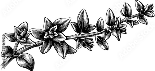 Vintage engraving of thyme sprig with delicate leaves and stems for botanical design