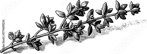 Engraved thyme sprig with delicate leaves and stems for botanical design