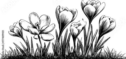 Elegant spring botanical composition with engraved snowdrops and crocuses for seasonal decor