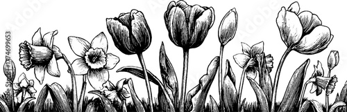 Engraved spring floral border featuring tulips and daffodils for design purposes