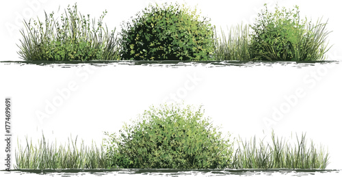 Two green bushes with tall grass on white background plant nature