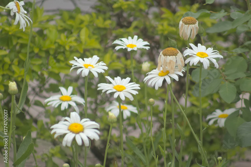 Daisies White Flowers from Famaillá, Tucumán