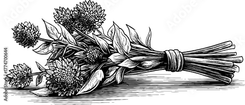 Vintage botanical still life of dried flowers tied in bundle with detailed engraving