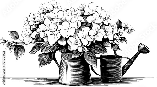 Vintage engraving of hydrangea bouquet in metal watering can for decorative design