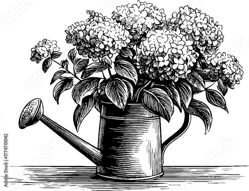Vintage engraving of hydrangea bouquet in metal watering can for artistic decor