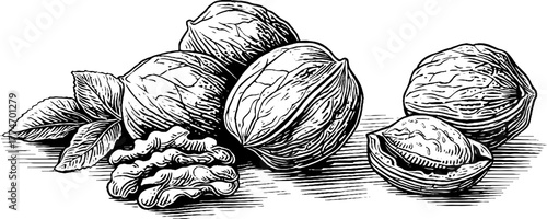 Engraved still life of walnuts and nutcracker with scattered shell for retro design