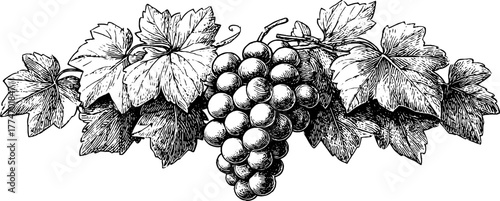 Vintage engraved stone relief with symmetrical grape pattern for decorative design