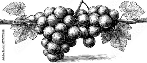 Vintage engraved stone relief with symmetrical grape pattern for design and decoration