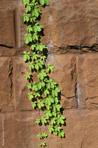 Vibrant Green Ivy or Vine Climbing an Old, Textured Stone or Brick Wall, Captured in Close-Up Detail Highlighting Growth, Light, and Shadow Contrast.
