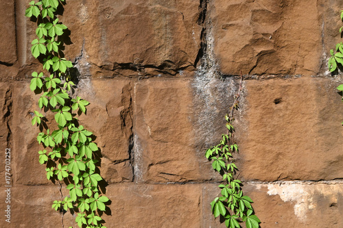 Vibrant Green Ivy or Vine Climbing an Old, Textured Stone or Brick Wall, Captured in Close-Up Detail Highlighting Growth, Light, and Shadow Contrast.