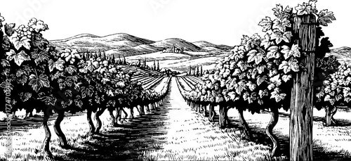 Vintage vineyard landscape with grape vines and trellis etching design for prints
