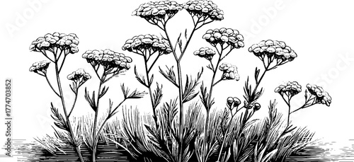 Engraved wild plant yarrow composition botanical art design nature flora stems hand drawn engraving sketch. Vintage detailed herbal illustration with elegant organic texture.
