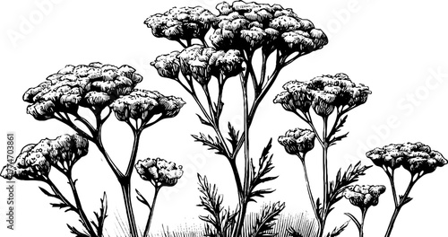 Elegant vintage botanical composition of engraved yarrow stems and blossoms for design use