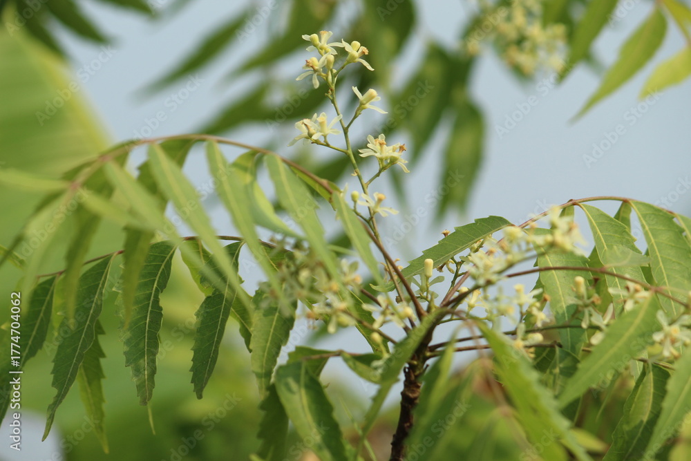 Obraz premium Neem green leaves close display with it's small flowers. Neem, margosa, nimtree or Indian lilac is a tree in the mahogany family Meliaceae. Medicinal Herbal leaves.