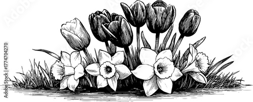 Vintage engraving of blooming tulips and daffodils - retro floral design for prints and cards