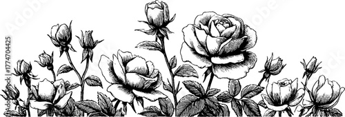 Vintage engraving of climbing roses forming vertical border for design and decoration