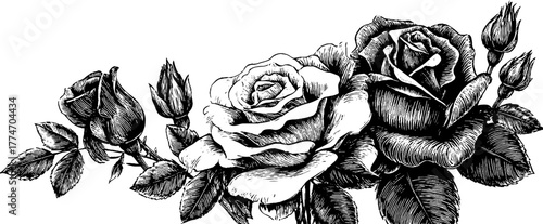 Vintage engraving composition of climbing roses in vertical arrangement for design and decoration