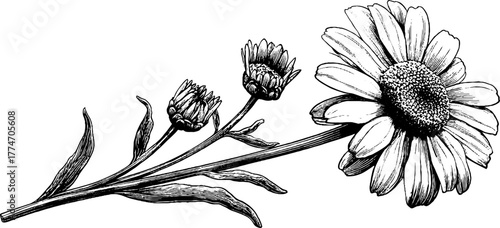 Chamomile flower with stem, buds, and leaves in vintage hand-drawn engraving style for retro design
