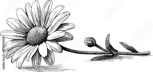Vintage chamomile flower engraving with stem, buds, and leaves for retro design