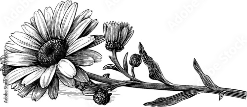 Vintage chamomile flower engraving with stem buds and leaves for retro design
