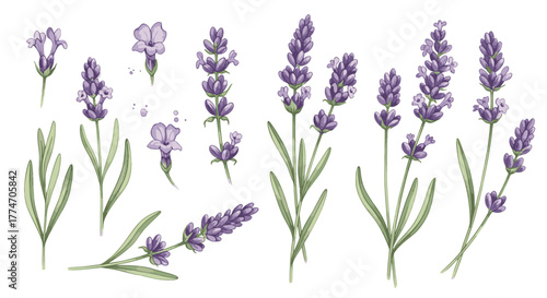 Watercolor painting displays a collection of lavender sprigs and flowers on a white surface.