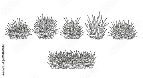 Several clumps of decorative grass are arranged on a white surface, showcasing their varying shapes.