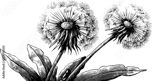 Vintage dandelion engraving with detailed seed head and leaves for botanical design