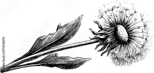 Vintage dandelion engraving with detailed seed head and leaf for retro design