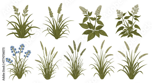 Collection of various wild herbs and flowers, including grasses and flowering plants, isolated on a.